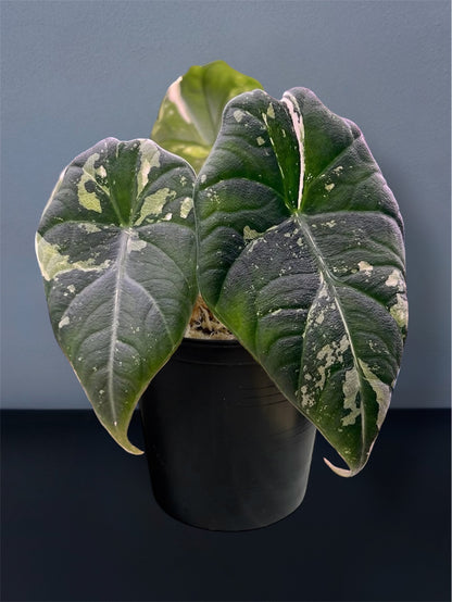 Alocasia Maharani Albo Variegated