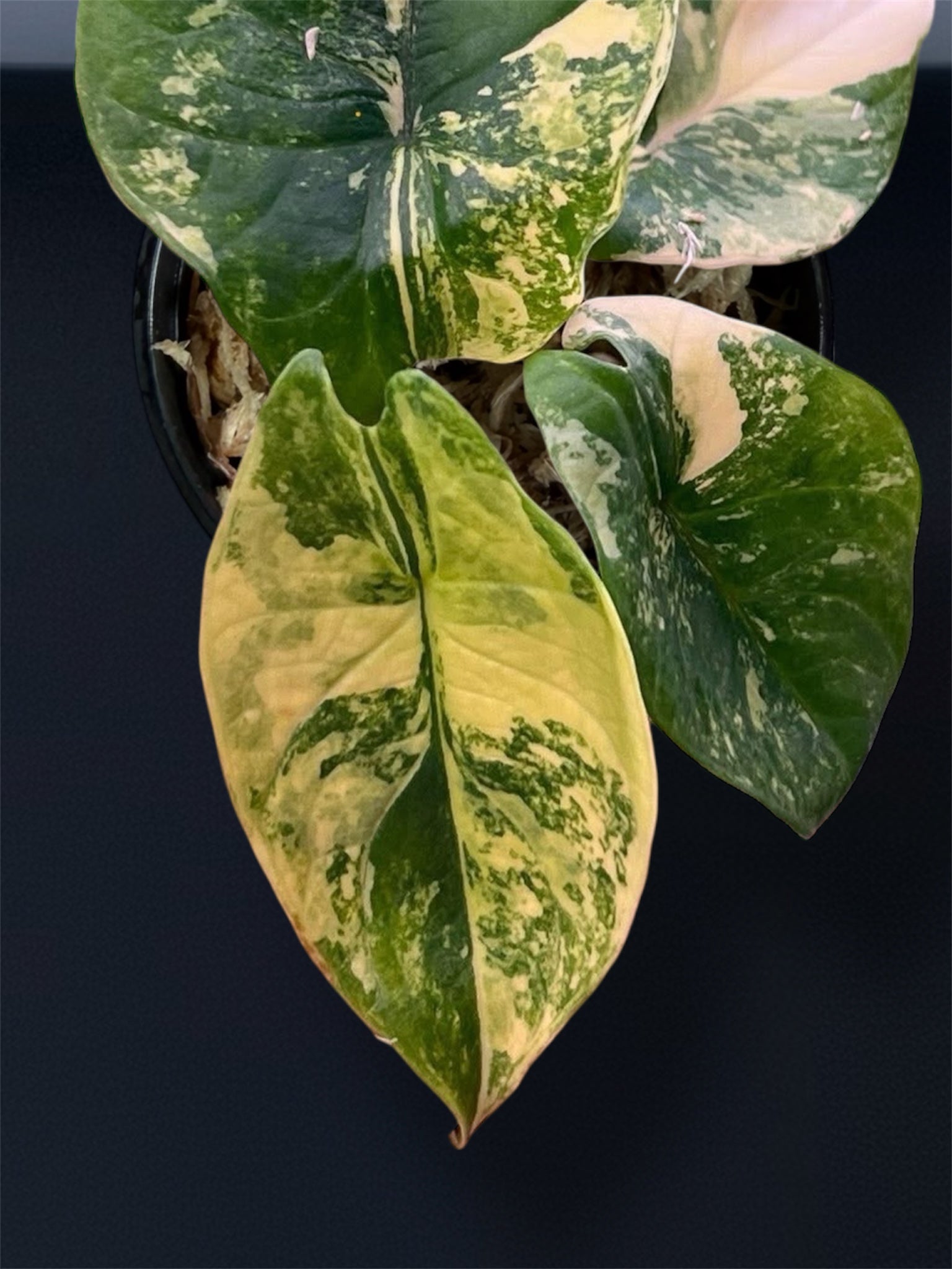 Alocasia Scalprum Aurea Variegated – Siamplantes