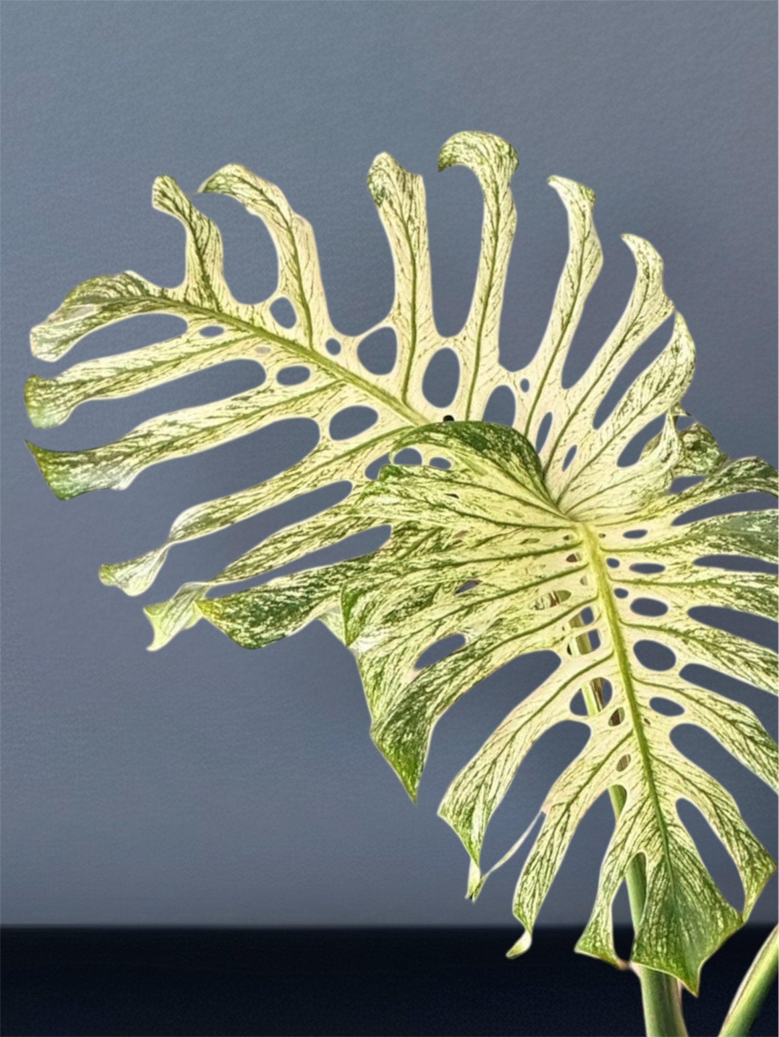 Monstera Devil Monster - (3 Leaves) – Siamplantes