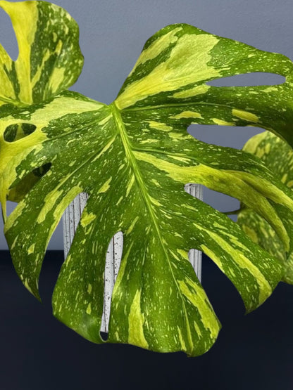 Monstera Electro Light Variegated