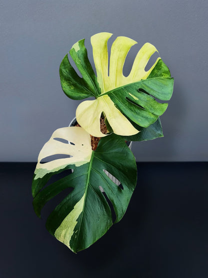 Monstera Deliciosa Fish Bone Variegated