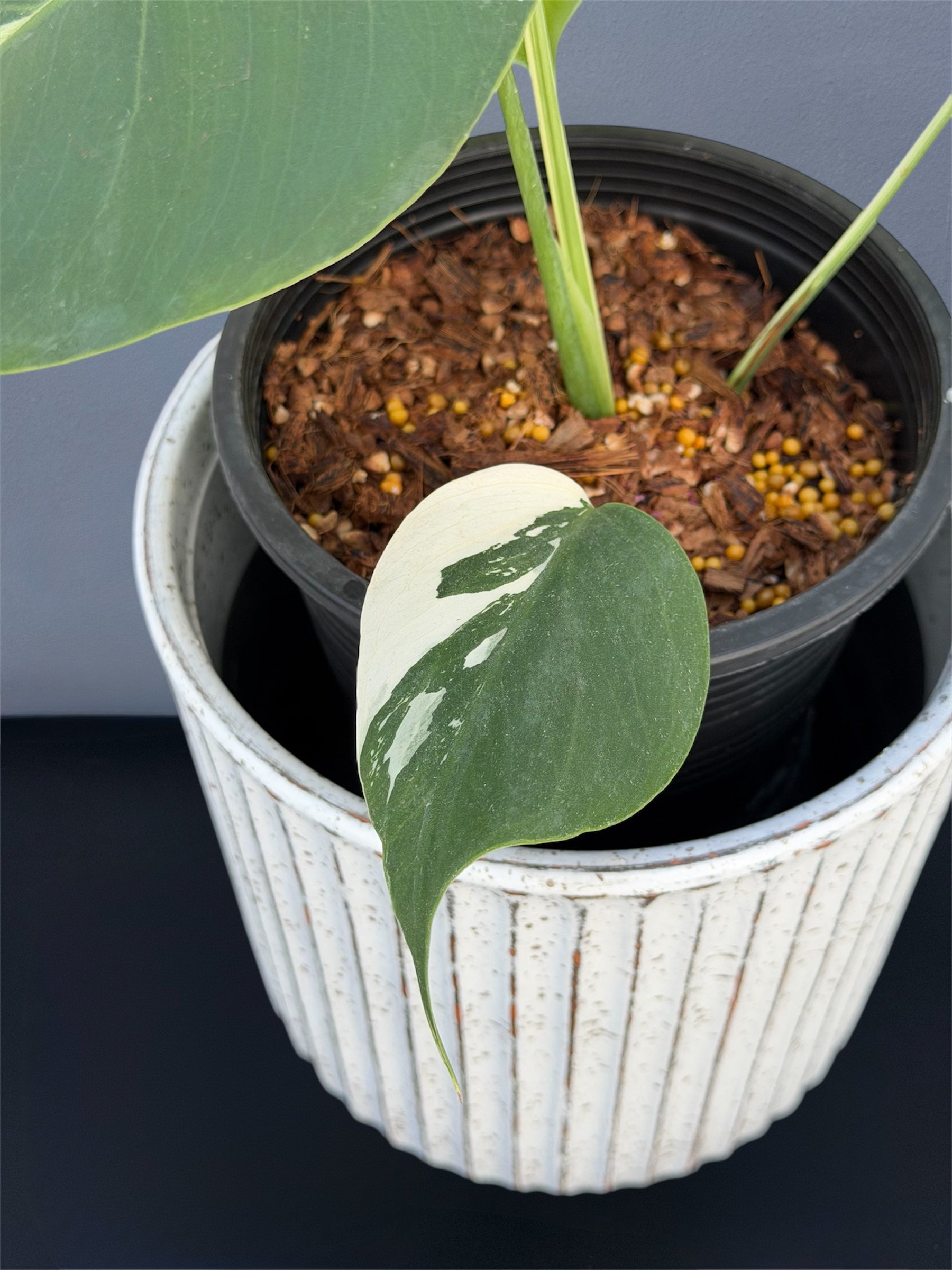 Monstera Jungle Mint  Small Size  Siamplantes