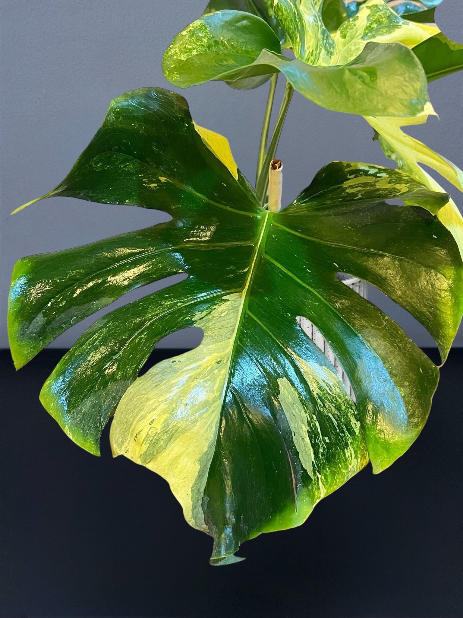 Monstera Masterpiece MC Variegated – Siamplantes