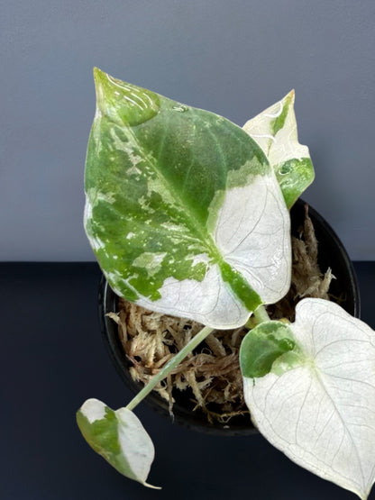 Alocasia Regal Shield Albo Variegated