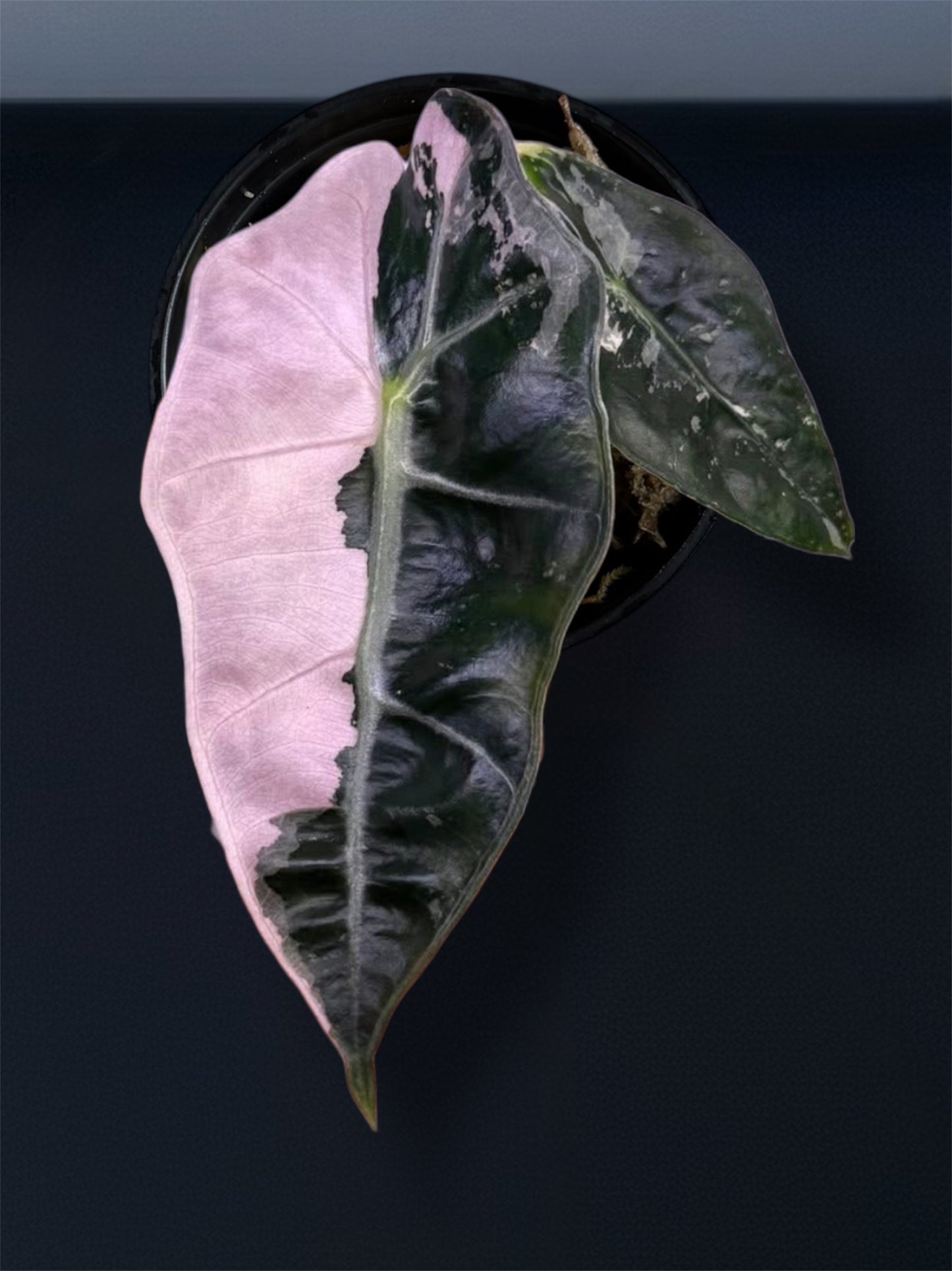 Alocasia Amazonica Pink Variegated