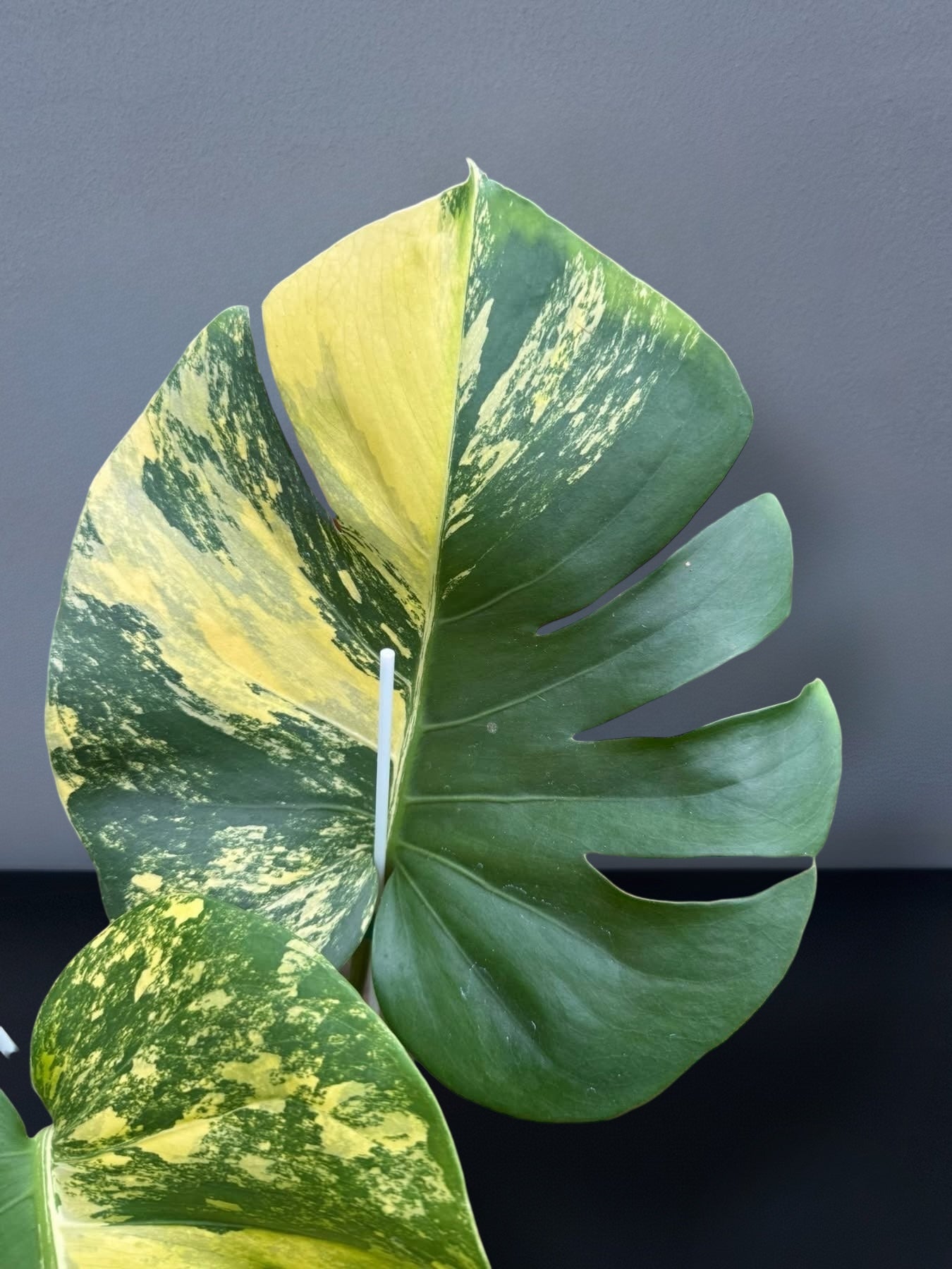 Monstera Deliciosa Pom Pom Variegated