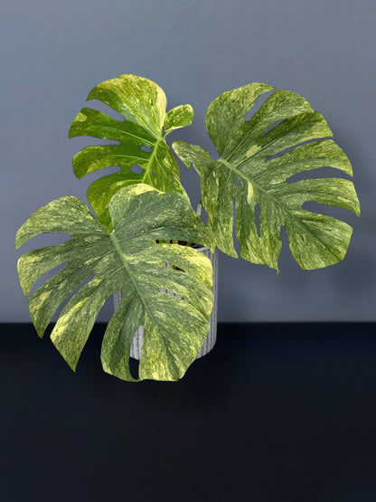 Monstera Deliciosa Green Snow Variegated