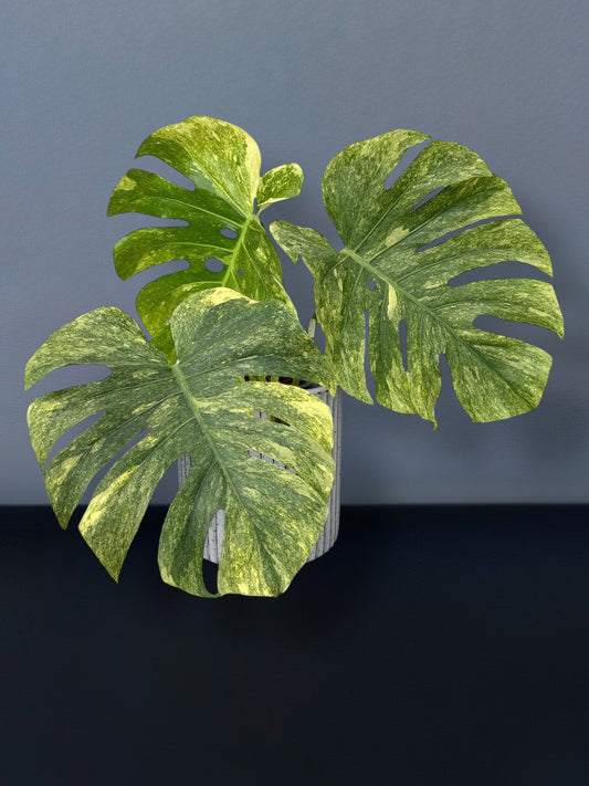 Monstera Deliciosa Green Snow Variegated