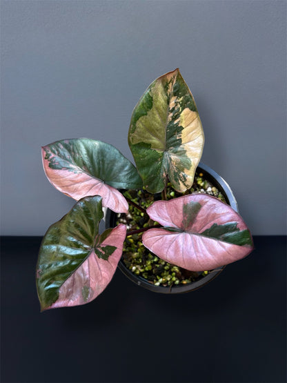 Alocasia Serendipity Pink Variegated