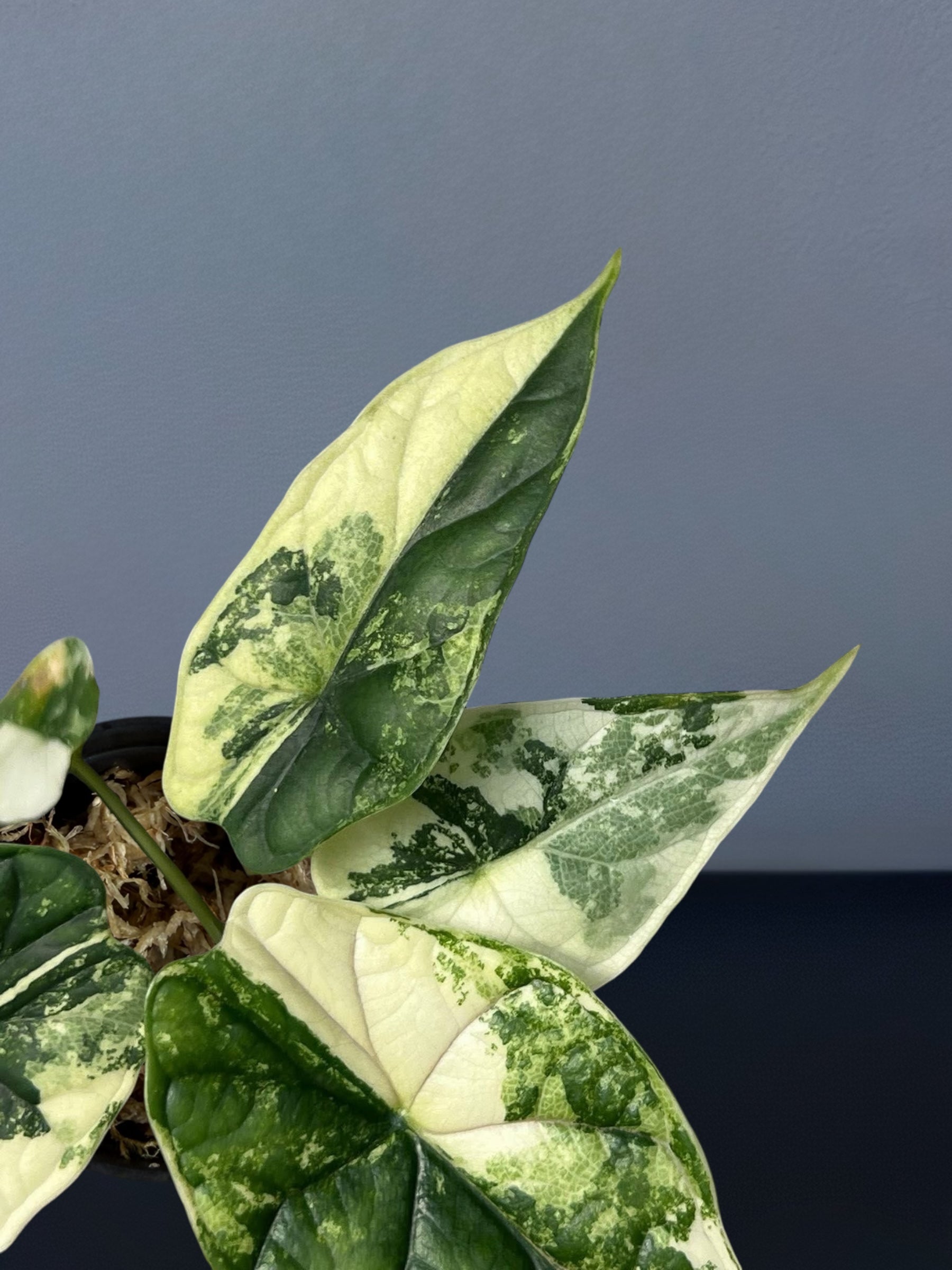 alocasia silver dragon albo variegata Alocasia 'Silver Dragon' albo variegated (wk18-L)