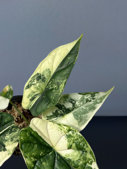 Alocasia Dragon Scale Albo Variegated