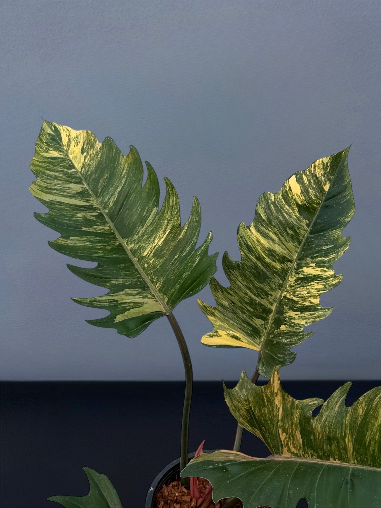 Philodendron Caramel Marble