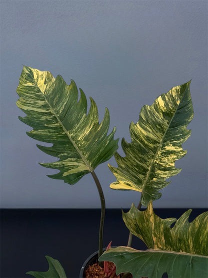 Philodendron Caramel Marble