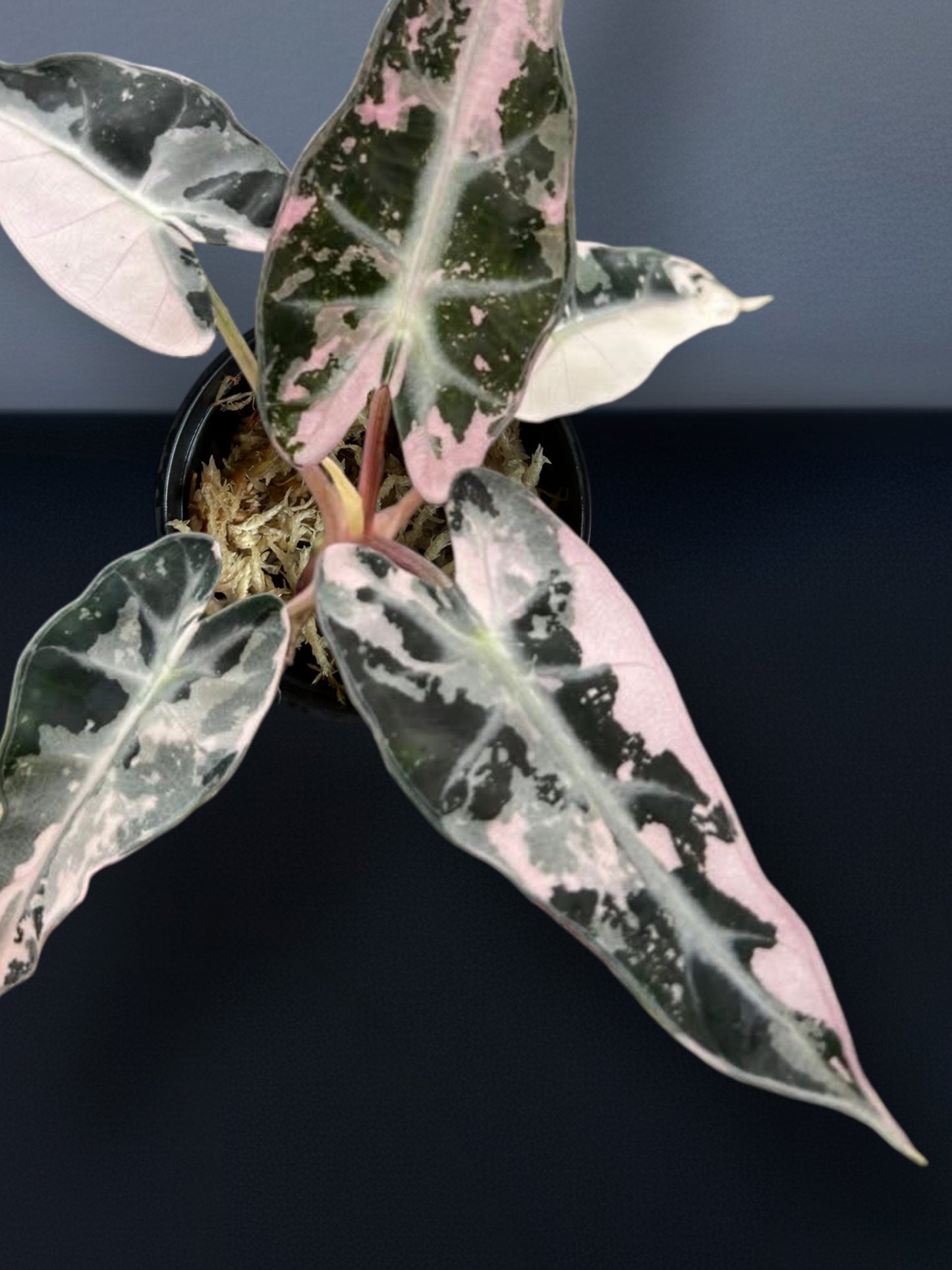 Alocasia Bambino Albo Pink Variegated