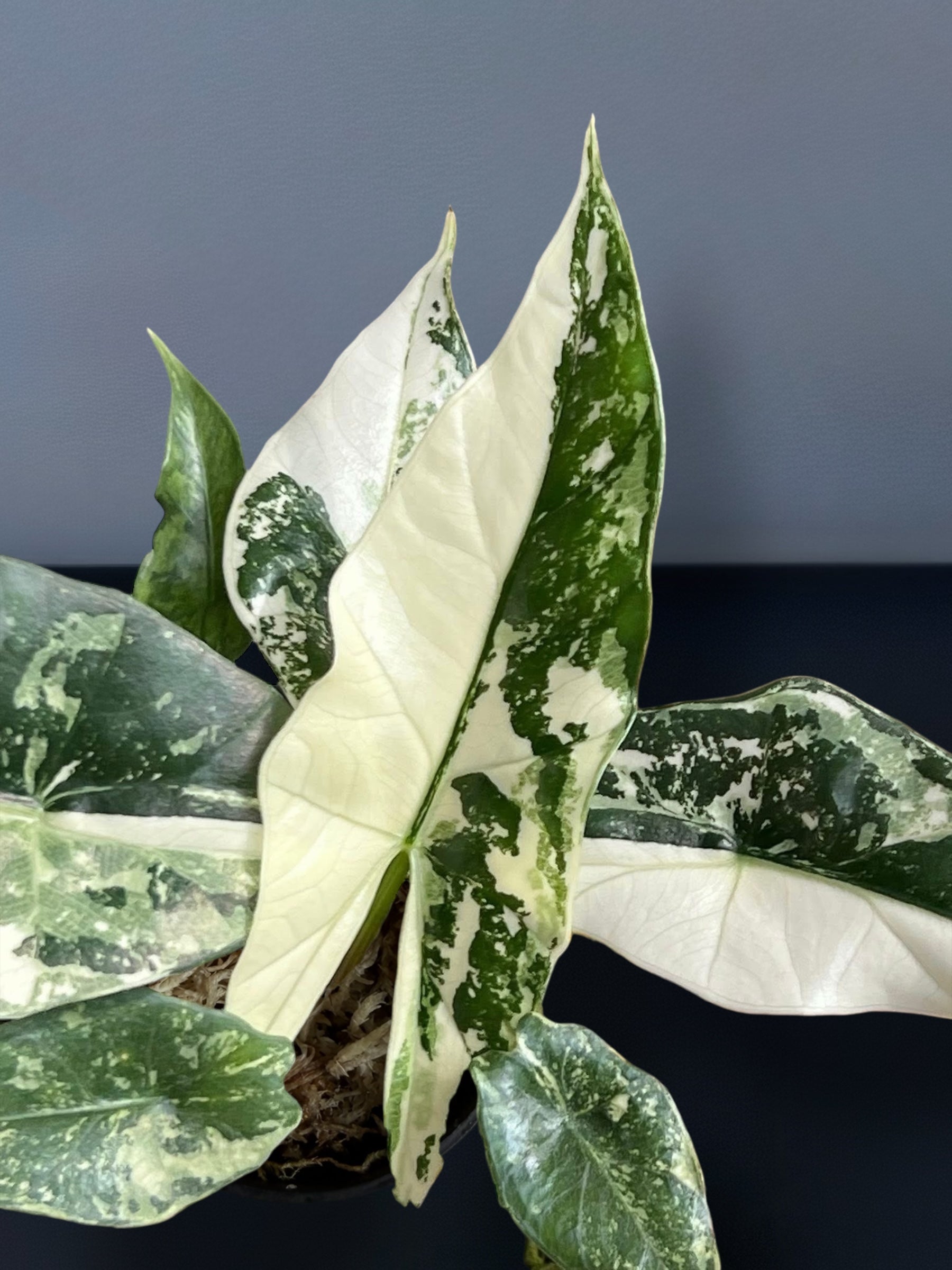 アロカシアシンポアルボバリエガータ　斑入り Alocasia Simpo Albo – Rare White Variegated Plant – The Alocasia