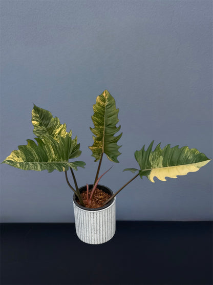Philodendron Caramel Marble