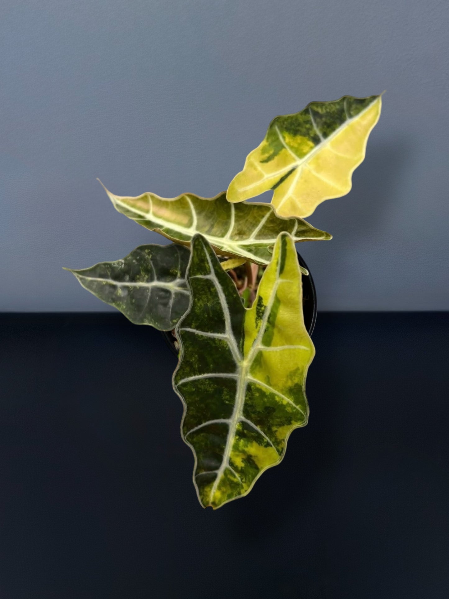 Alocasia Sanderiana Aurea Variegated