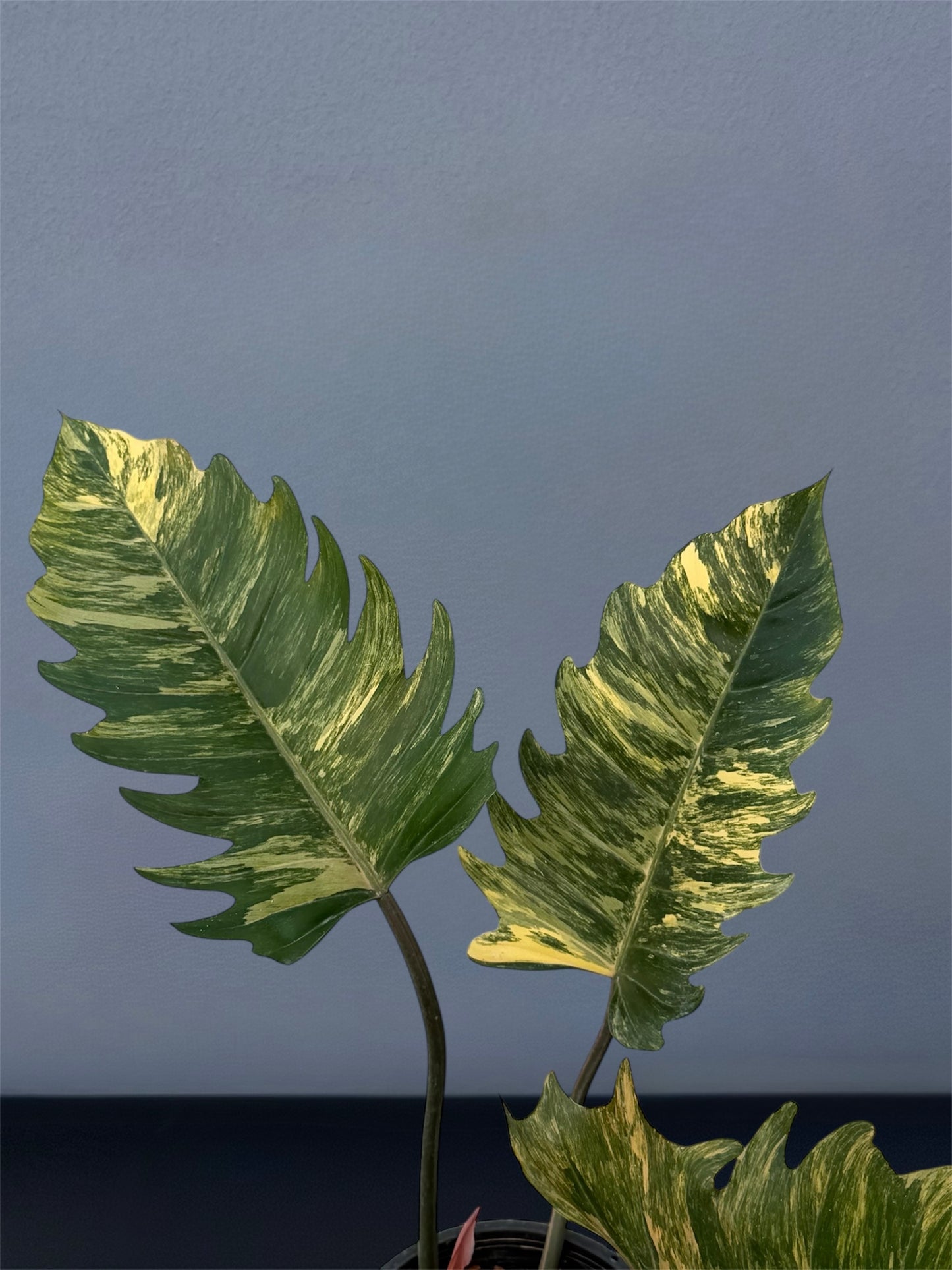 Philodendron Caramel Marble