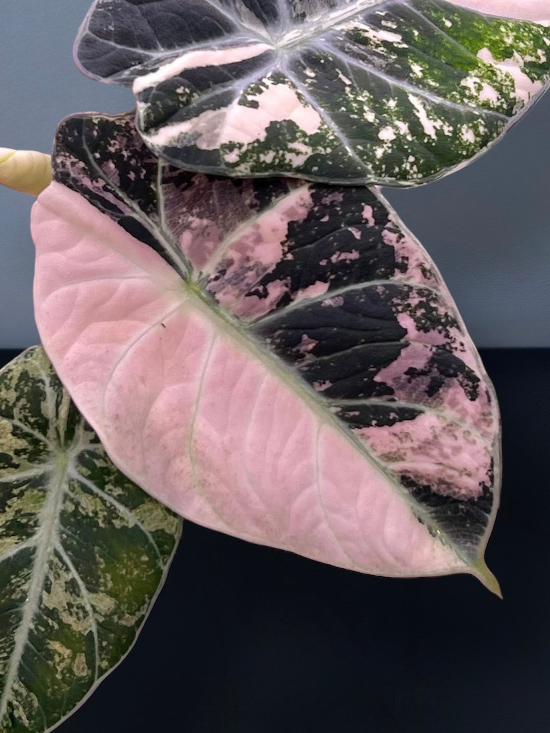 Alocasia Black Velvet Pink Variegated