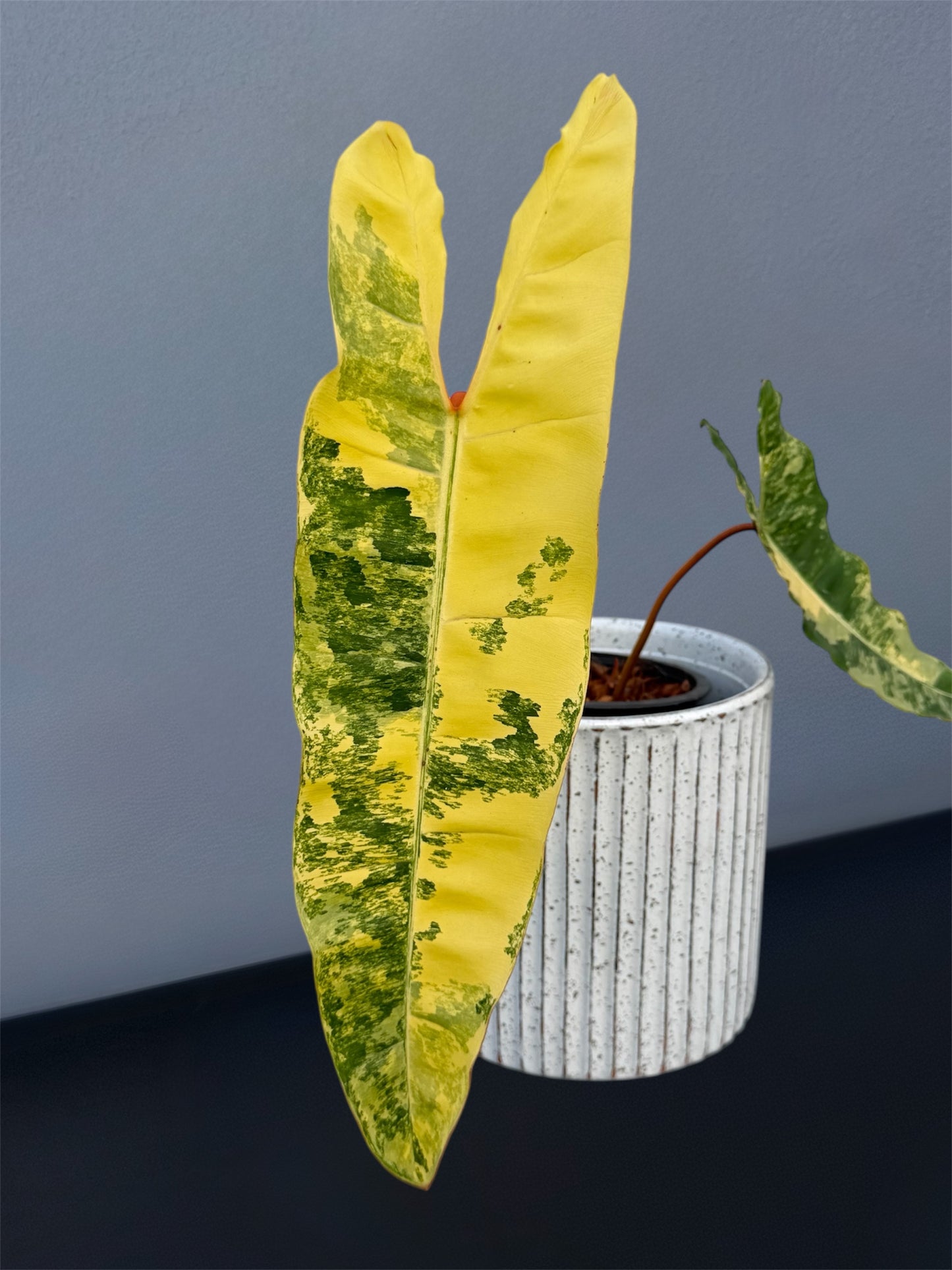 Philodendron Billietiae Variegated
