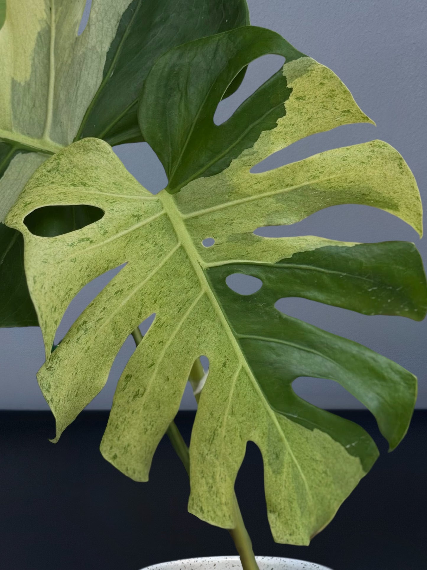 Monstera Deliciosa White Tear Variegated