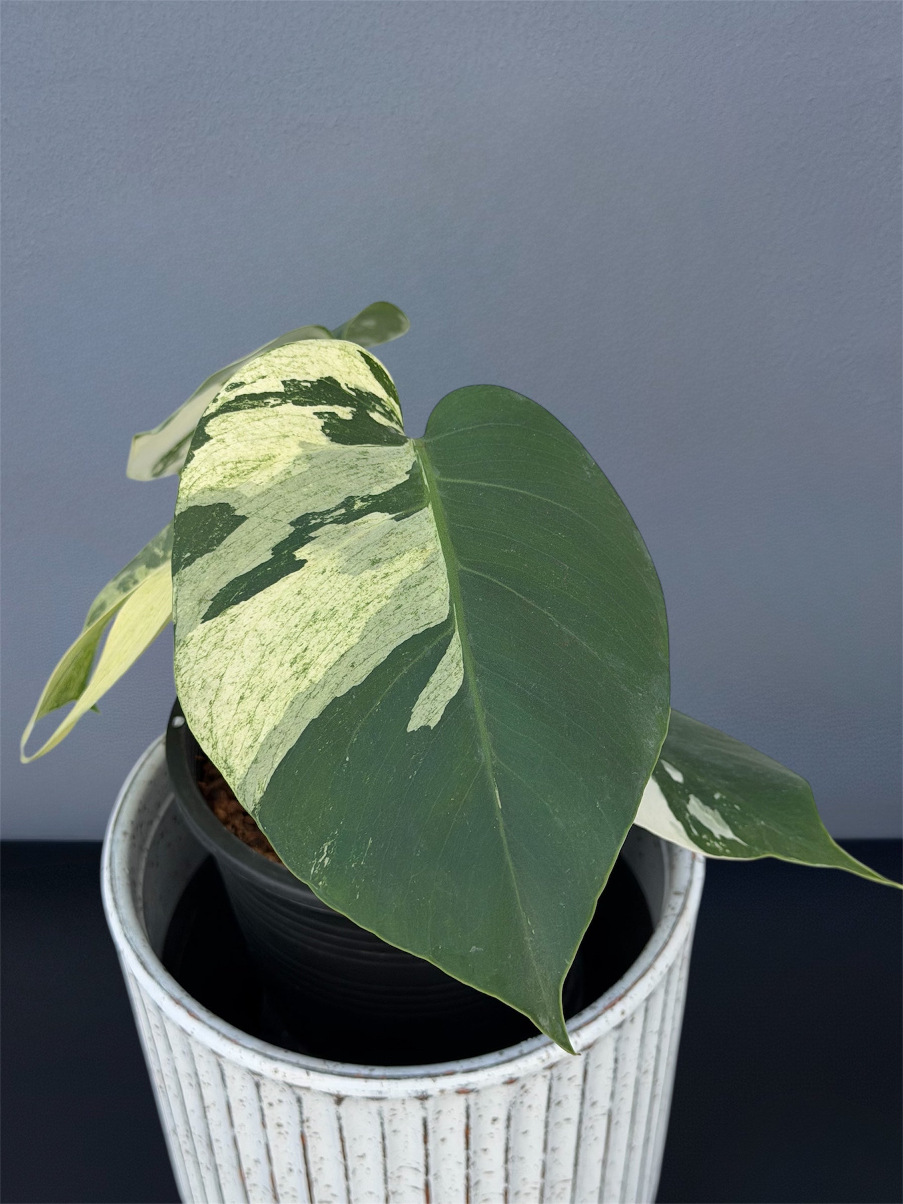 monstera jungle plant Monstera Jungle Mint – Small Size – Siamplantes
