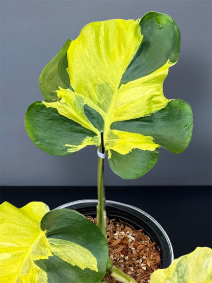 Monstera Melancholy Variegated