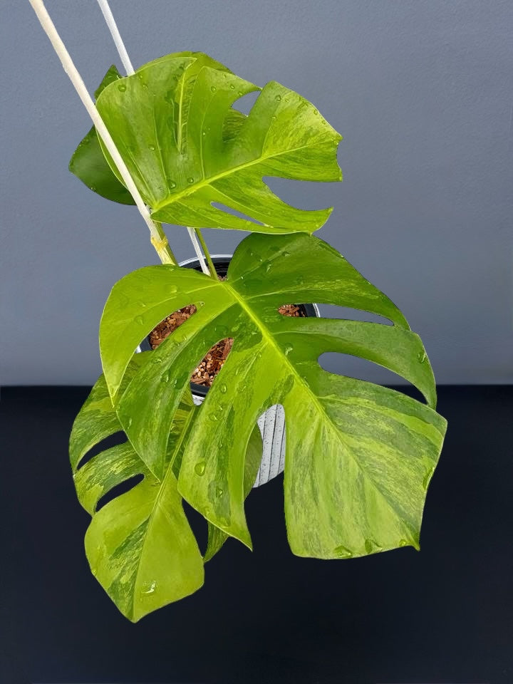 Monstera Green on Green Variegated