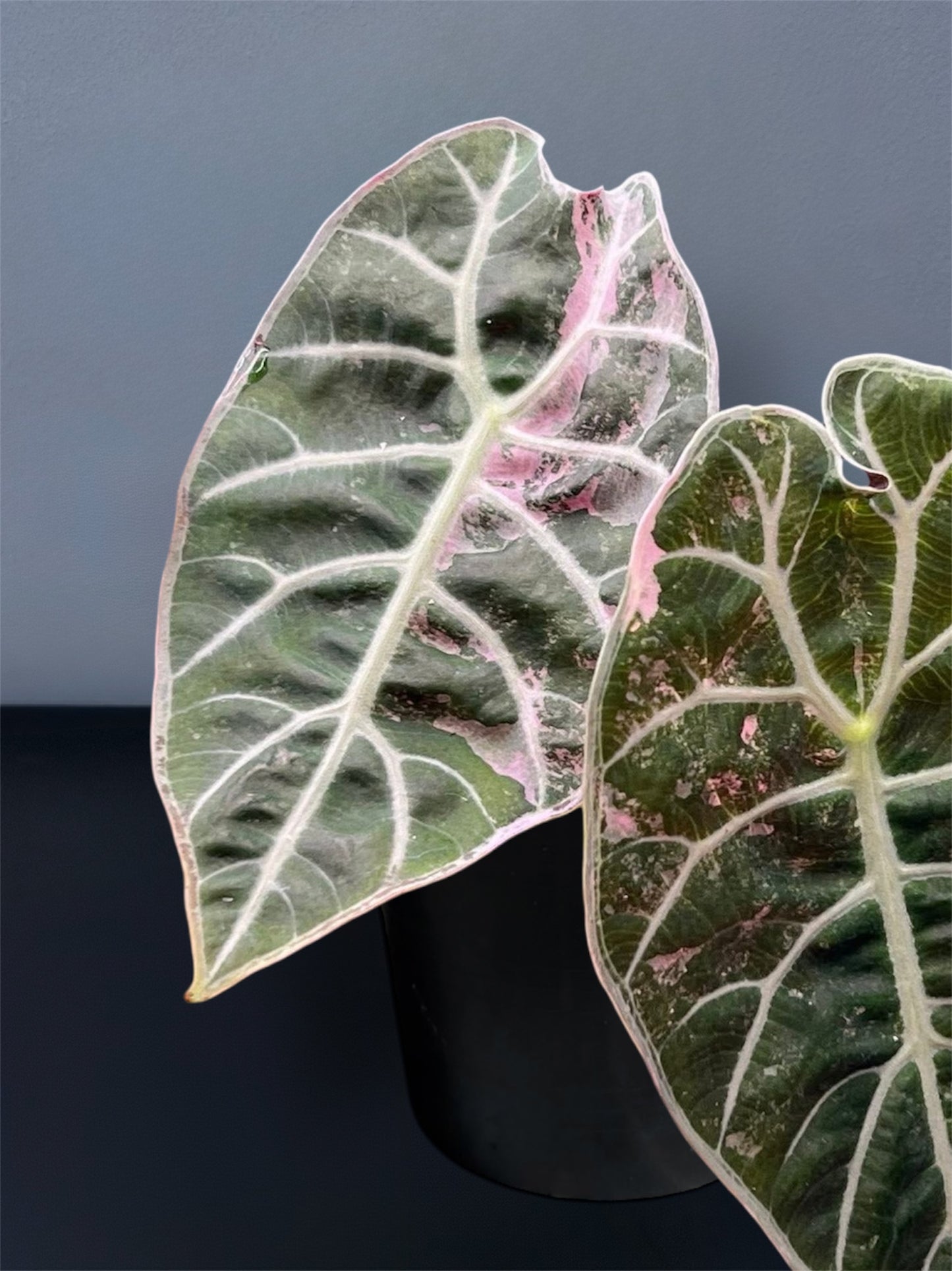 Alocasia Watsoniana Pink Variegated