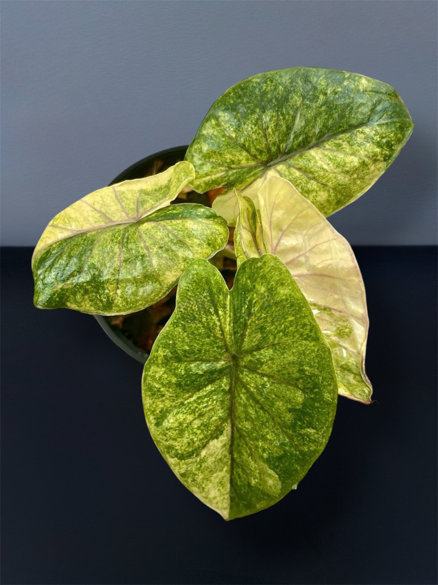 Alocasia Serendipity Gold Variegated – Siamplantes