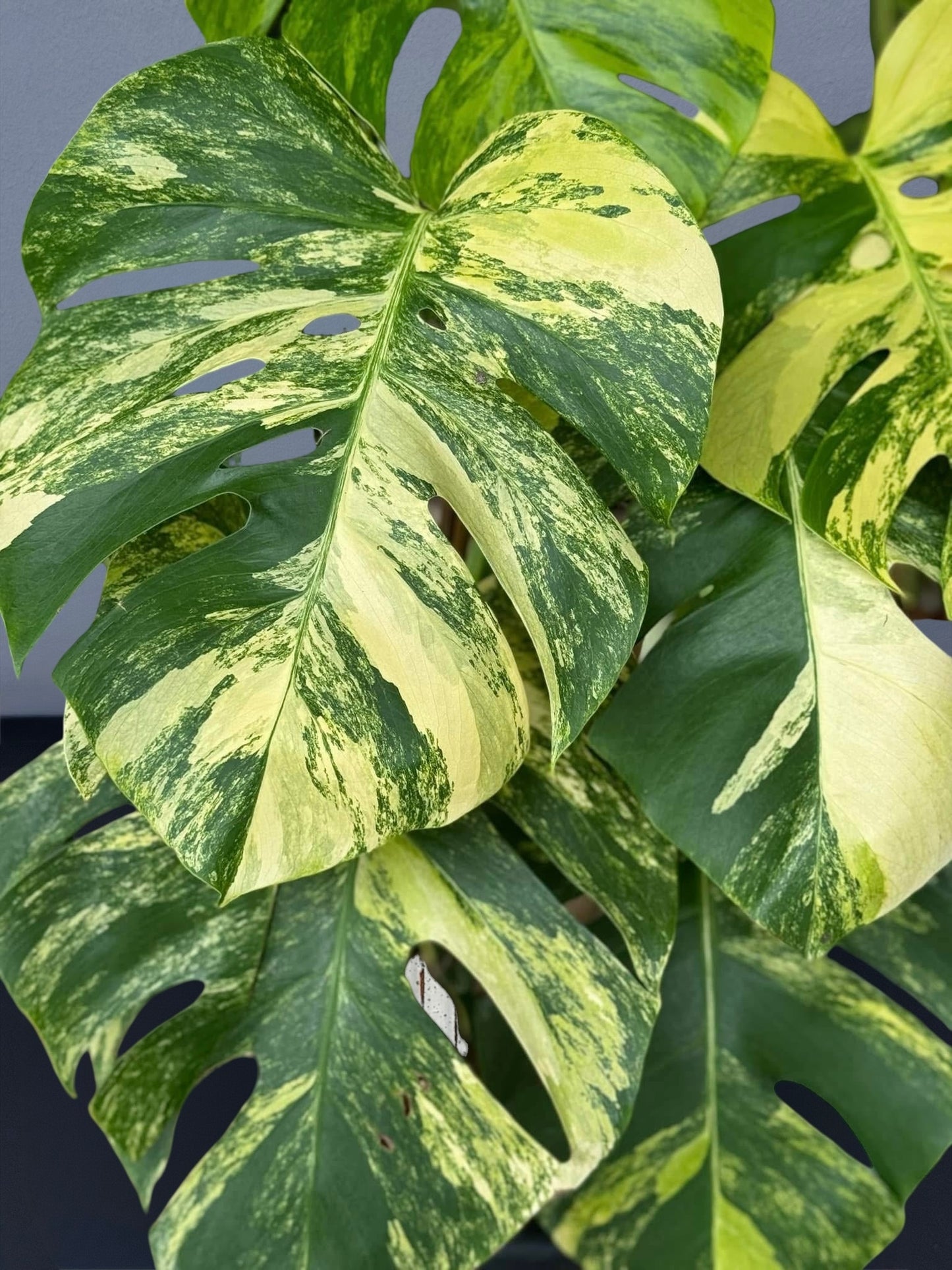 Monstera Aurea Variegated