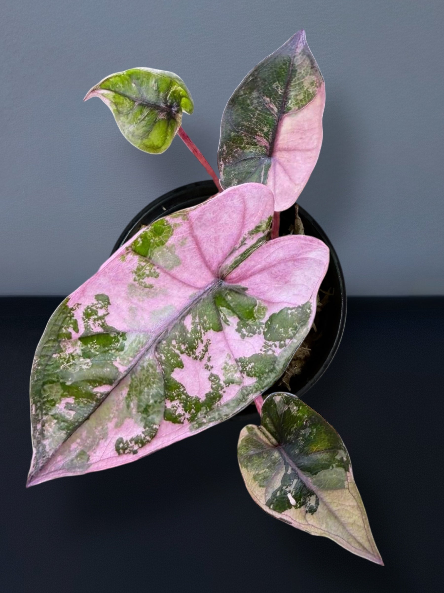 Alocasia Plumbea Nigra Pink Variegated – Siamplantes