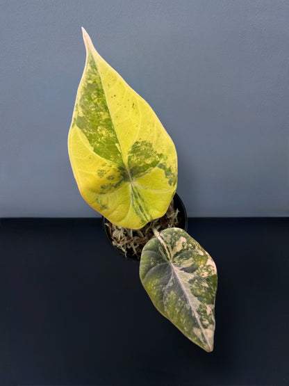 Alocasia Maharani Gold Lime Variegated