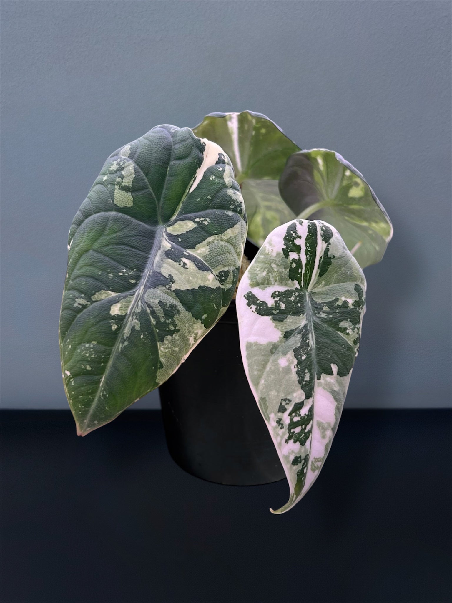 Alocasia Maharani Albo Variegated – Siamplantes