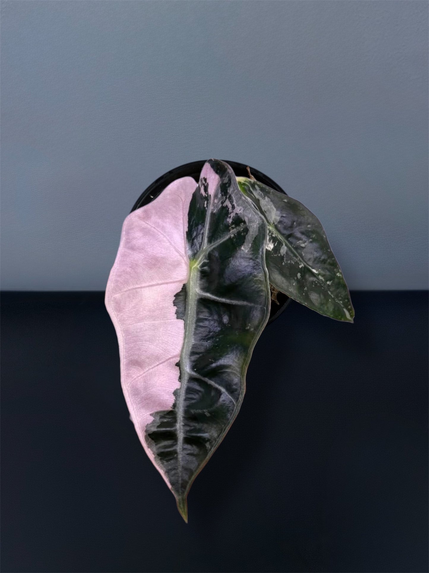 Alocasia Amazonica Pink Variegated