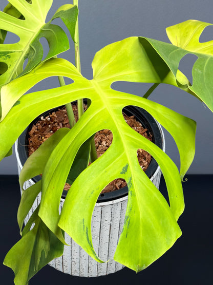Monstera Deliciosa Light Lime Variegated