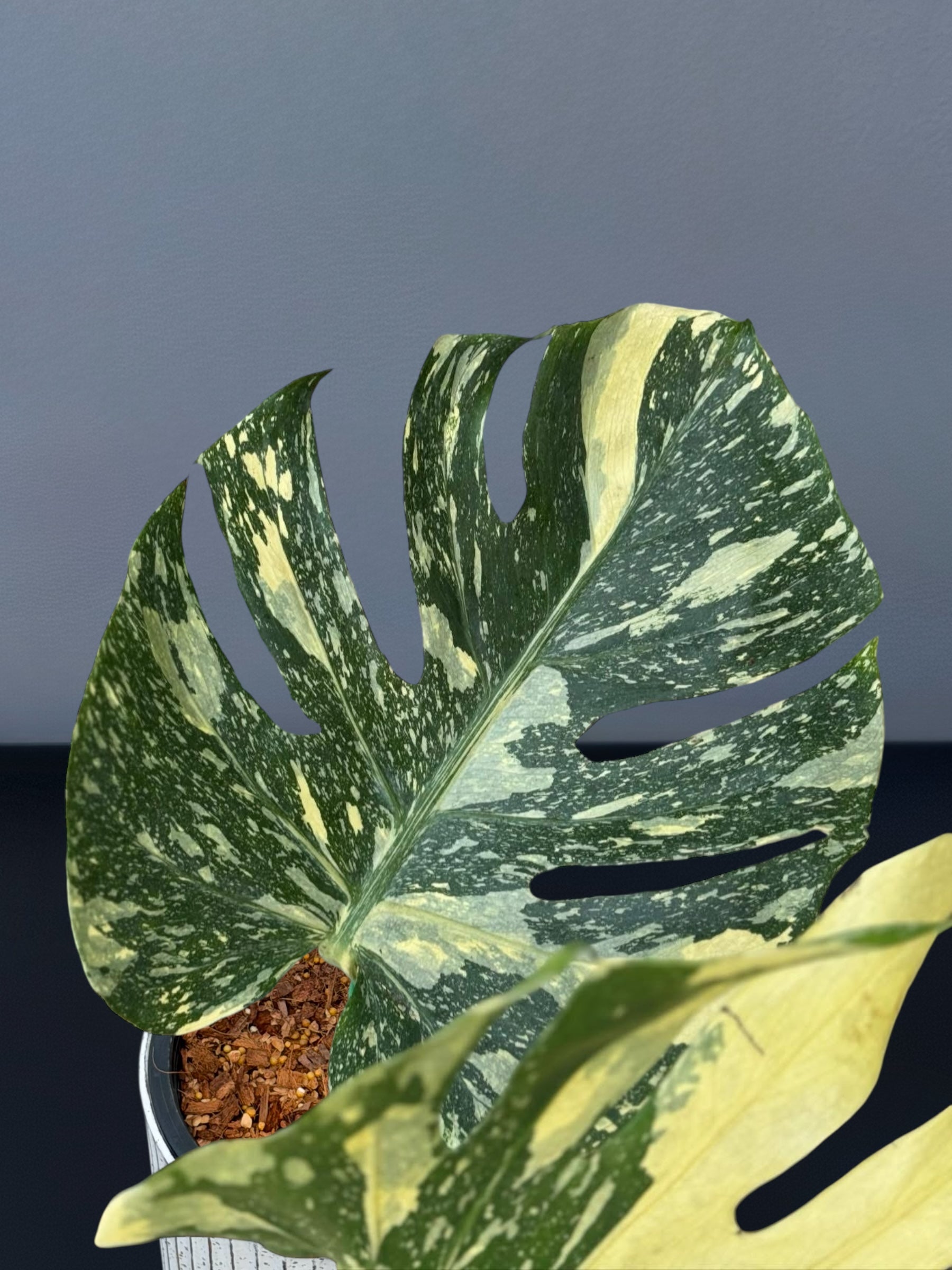 Monstera Ivory Variegated – Siamplantes