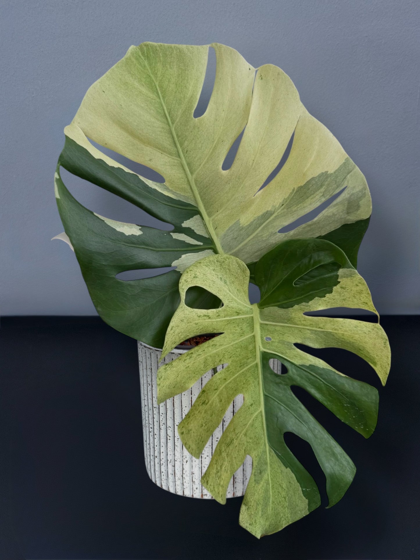 Monstera Deliciosa White Tear Variegated