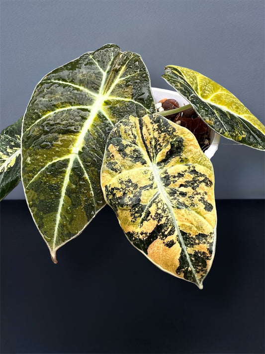 Alocasia Black Velvet Gold Variegated