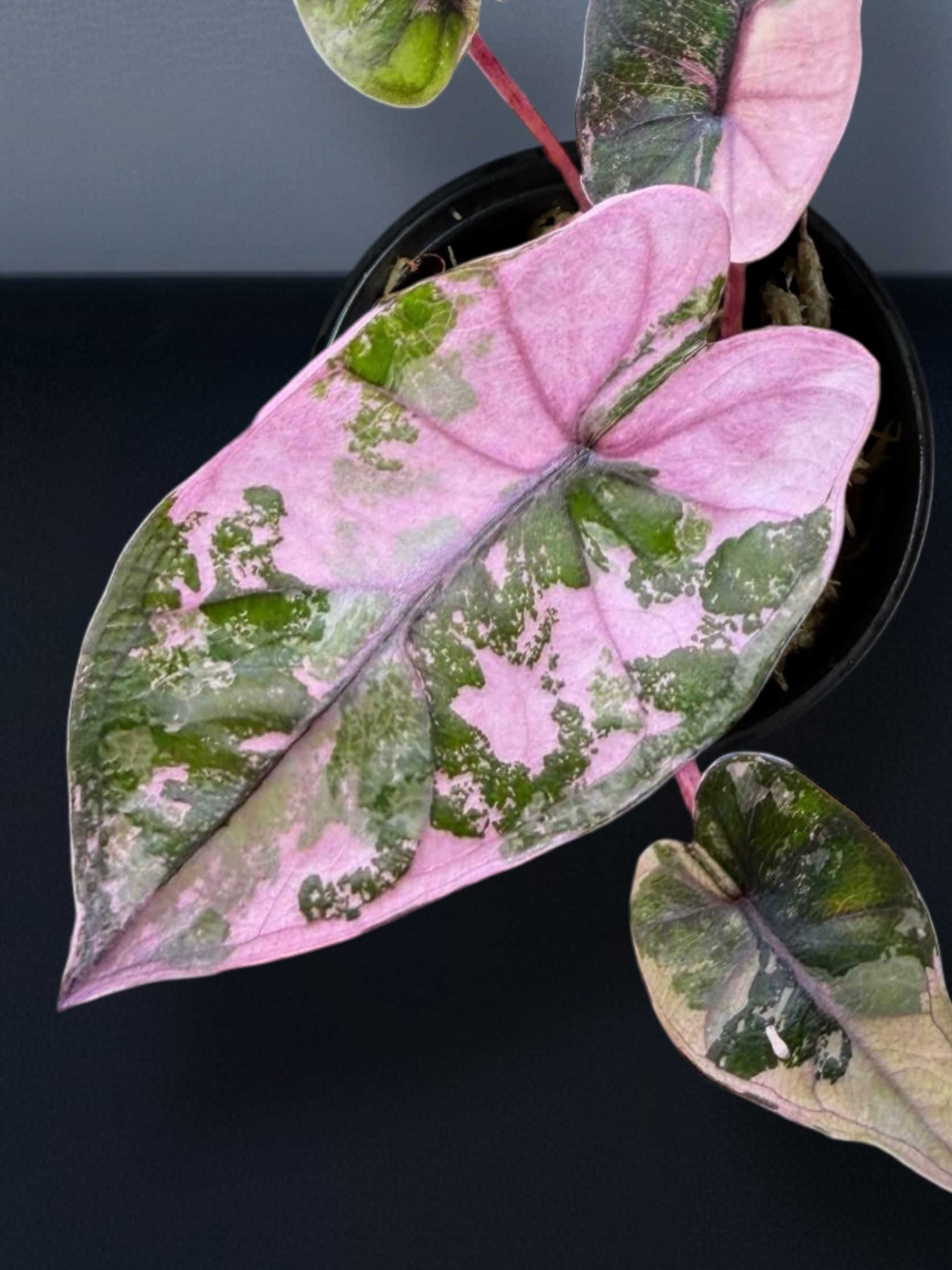Alocasia Plumbea Nigra Pink Variegated – Siamplantes