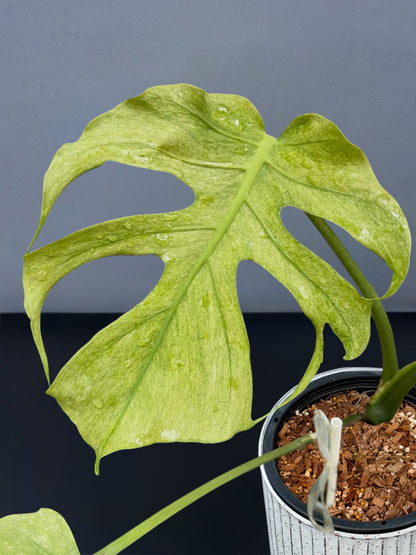 Monstera Deliciosa Jade Goblin Octopus Variegated