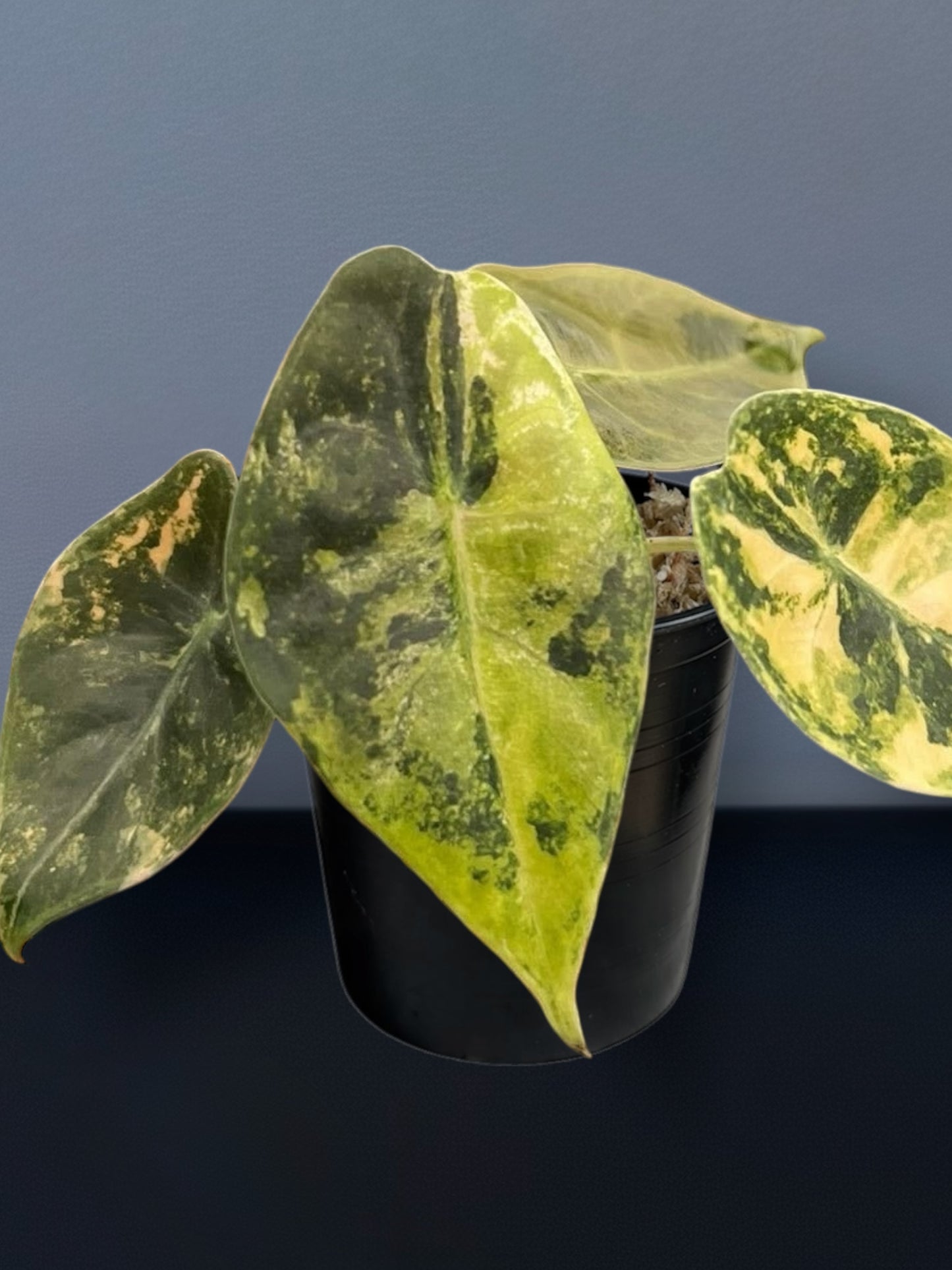 Alocasia Sedenii Aurea Variegated