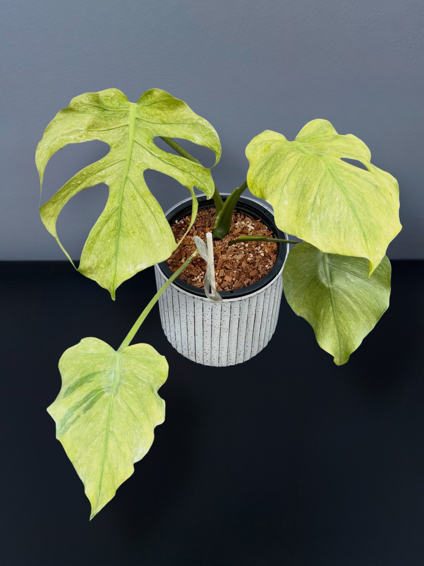 Monstera Deliciosa Jade Goblin Octopus Variegated