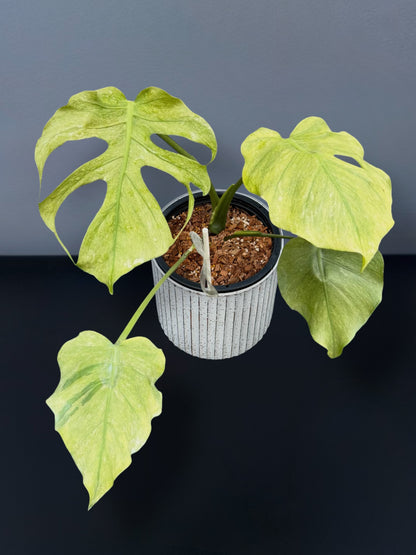Monstera Deliciosa Jade Goblin Octopus Variegated