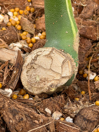 Monstera Devil Monster - Node cutting (1 Leaf)