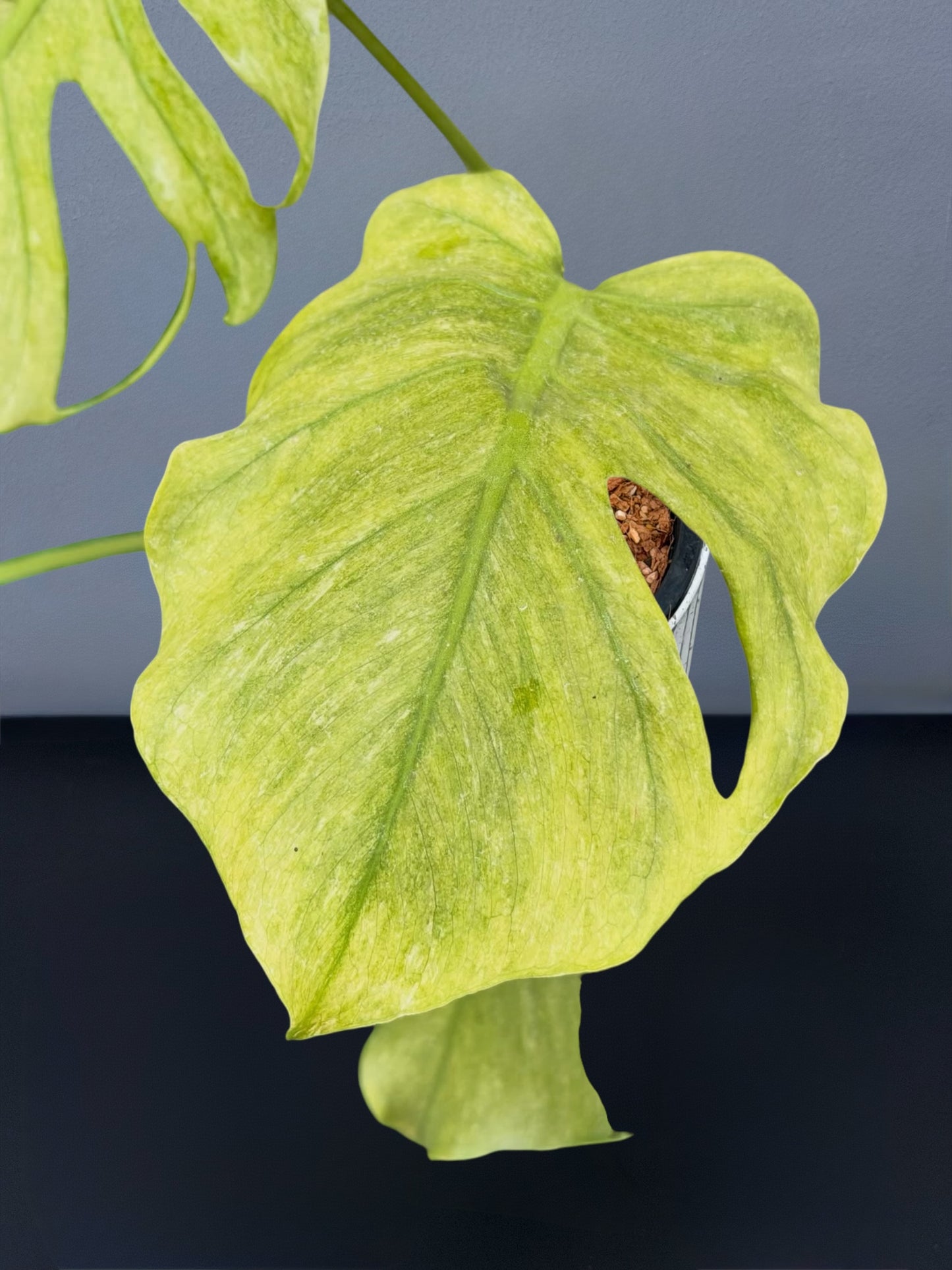 Monstera Deliciosa Jade Goblin Octopus Variegated