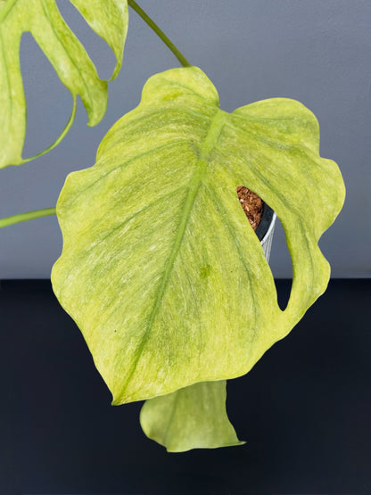 Monstera Deliciosa Jade Goblin Octopus Variegated