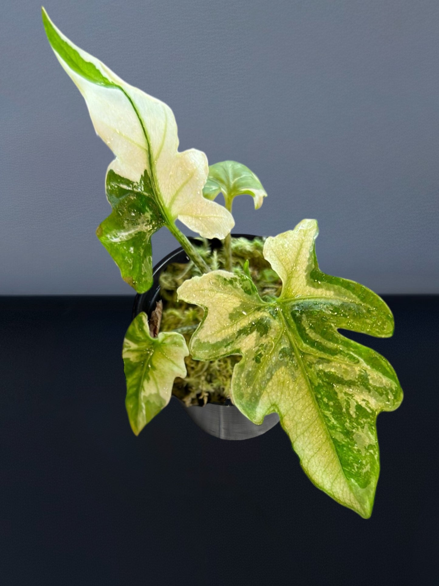 Alocasia Brancifolia Albo Variegated