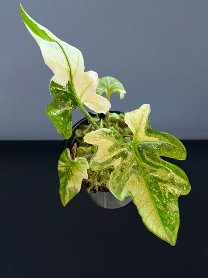 Alocasia Brancifolia Albo Variegated