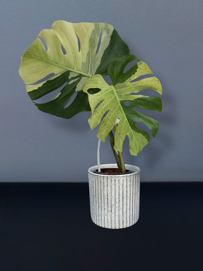 Monstera Deliciosa White Tear Variegated